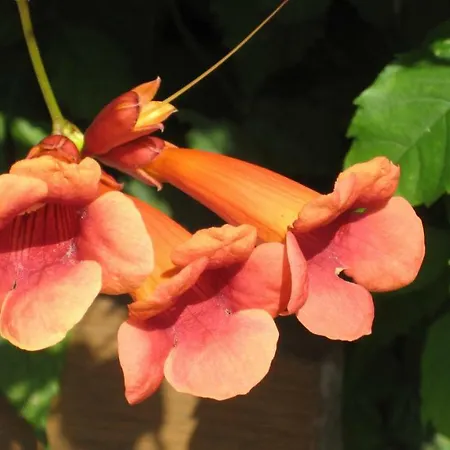 Homestay szállás Gaesteappartement Appricot