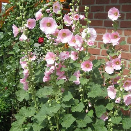 Gaesteappartement Appricot