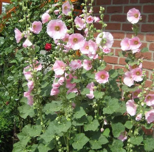 Gaesteappartement Appricot